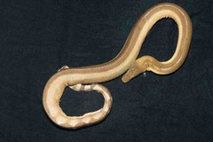 Hydrophis platurus