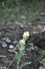 Oxytropis pilosa