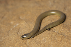 Acontias gracilicauda