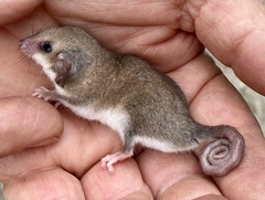 Cercartetus concinnus