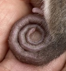 Cercartetus concinnus