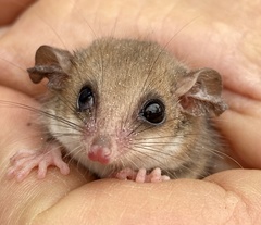 Cercartetus concinnus