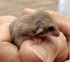 Cercartetus concinnus