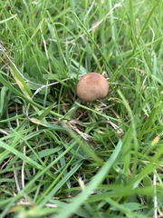 Panaeolus foenisecii