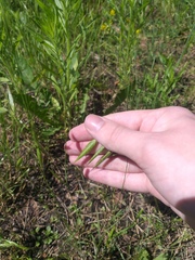 Bromus japonicus