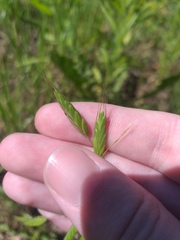 Bromus japonicus