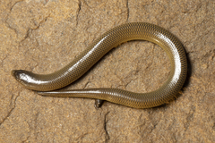 Acontias gracilicauda