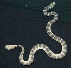 Hydrophis ornatus