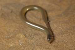 Acontias gracilicauda