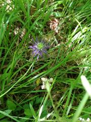 Phyteuma scheuchzeri