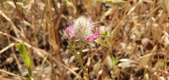 Trifolium purpureum
