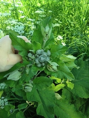 Arctium tomentosum