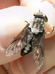 Tabanus trimaculatus