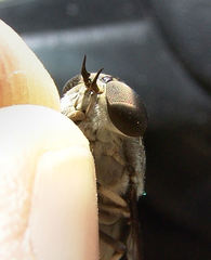 Tabanus trimaculatus