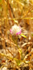 Trifolium purpureum