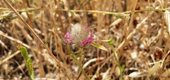 Trifolium purpureum
