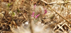Trifolium purpureum