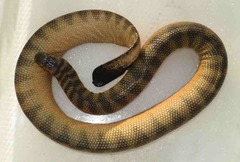 Hydrophis curtus