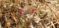 Trifolium purpureum