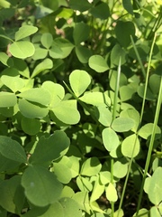 Trifolium repens