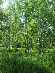 Betula pendula