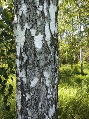 Betula pendula