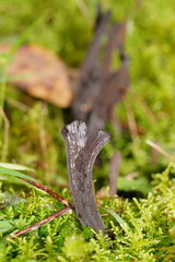 Clavulina tasmanica