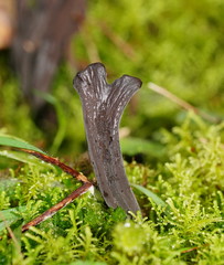 Clavulina tasmanica