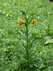Lilium carniolicum