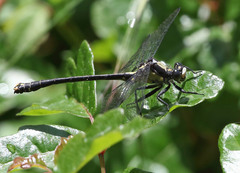 Octogomphus specularis