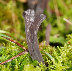 Clavulina tasmanica