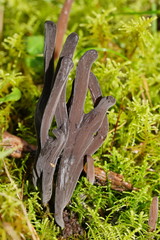 Clavulina tasmanica