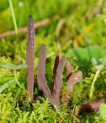 Clavulina tasmanica