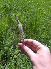 Plantago urvillei