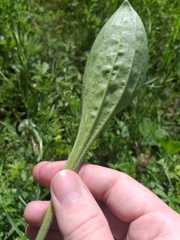Plantago urvillei