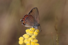 Satyrium