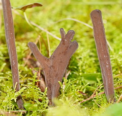 Clavulina tasmanica