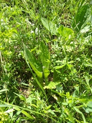 Plantago urvillei