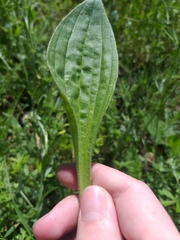 Plantago urvillei