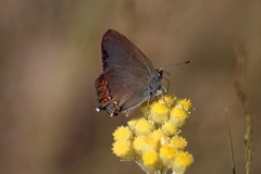 Satyrium