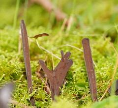 Clavulina tasmanica