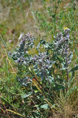 Nonea pulla