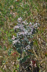 Nonea pulla