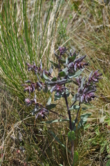 Nonea pulla