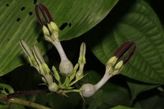 Ceropegia vincifolia
