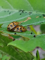 Cassidinae