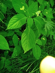 Impatiens parviflora