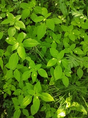 Impatiens parviflora