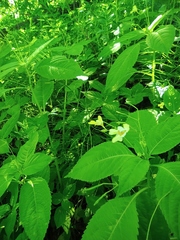 Impatiens parviflora