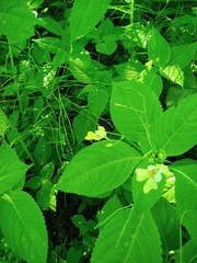 Impatiens parviflora